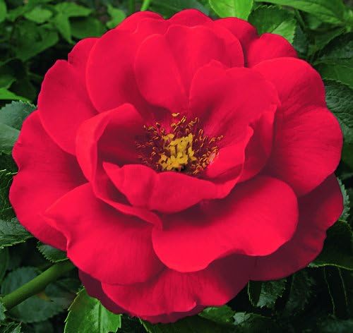 Live Plant from Green Promise Farms Flower Carpet Roses ROSA `FLOWER CARPET SCARLET` Red Flower Shrub #2 Size Container Scarlet Red - Image 2