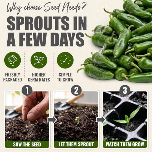 Seed Needs Anaheim Hot Pepper Seeds to Plant Vegetables - 10 Packs - Image 5