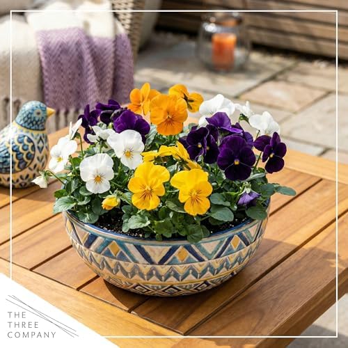 Pansy - Grower's Choice Assorted Colors (4 Pack), Live Winter Flowering Annual, Beautiful Winter Color, 6" Tall by 4" Wide in 1 Pt Pot - Image 5