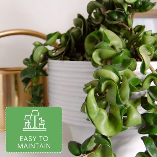 American Plant Exchange Hoya Compacta Hindu Rope, 4-Inch Pot, Live Flowering Wax Plant, Exotic Indoor Houseplant, Air Purifying - Image 3