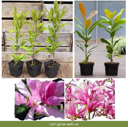 Ann Magnolia Tree Plant Live, Ornamental Tree, 6-12 Inch Tall, 2.5 Inch Pot - Image 5