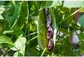 Christmas Pole Lima BEAN Seeds! - A Heavy Bearing, Long Season Climbing Bean!!(25 - Seeds) by Unknown