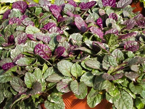 Greenwood Nursery: Live Ground-Cover Plants - Variegated Burgundy Glow Bugleweed + Ajuga Reptans - [Qty: 3X Pint Pots] - (Click for Other Available Plants/Quantities) - Image 2