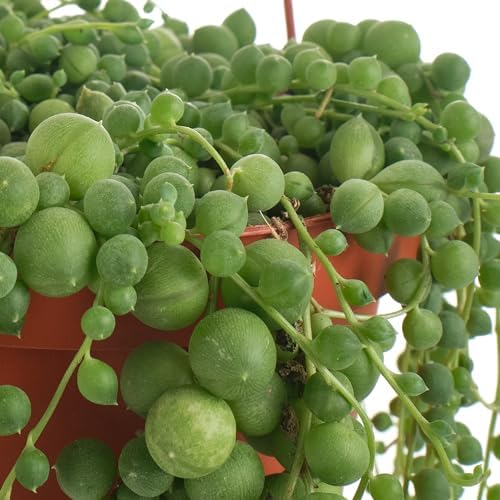 Shop Succulents - Live String of Pearls 6" Hanging Succulent Houseplant - Image 3