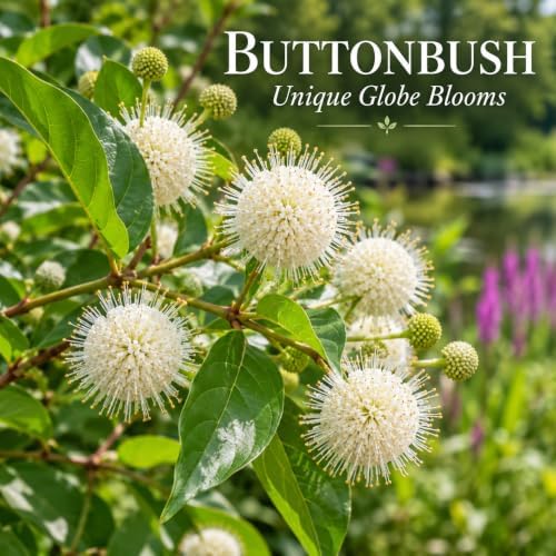2 Buttonbush Live Shrubs, 4 Inch Pot, Native Buttonbush 12-18 Inch Tall - Image 2