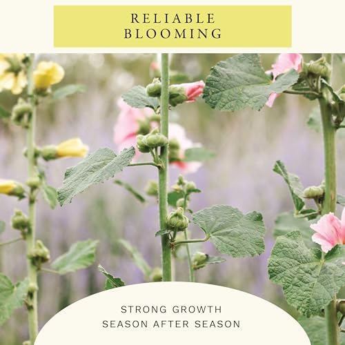 Sereniseed Double Mixed Hollyhock Seeds (1 oz) - Image 7