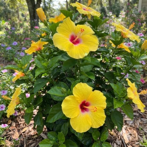 4 Yellow Hibiscus Live Plants, Flowering Shrubs, 488" Tall - Image 5