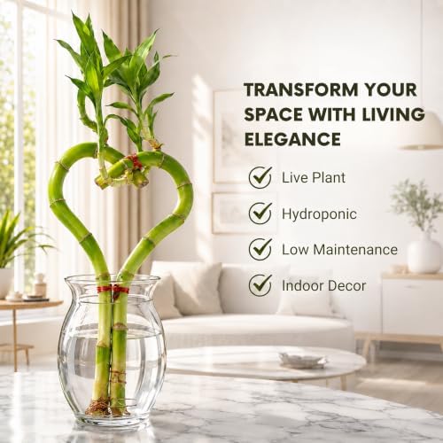 Lucky Bamboo Live Plant Heart Shaped, Zen Indoor Hydroponic Plant - Image 5