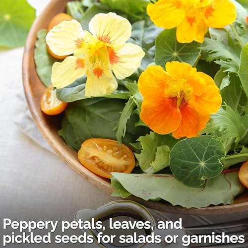 150 Mix Jewel Nasturtium Heirloom Flower Seeds, Tropaeolum Nanum - Image 4