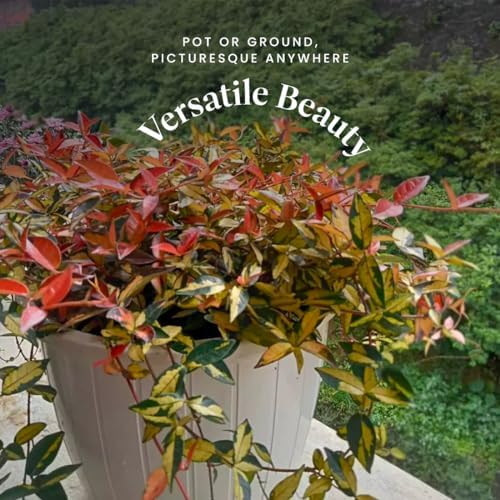 American Plant Exchange Summer Sunset Jasmine – 6-Inch with Pot – Live Fragrant Flowering Vine, Easy Care Plant for Home, Garden, Patio, or Balcony Decor - Image 5