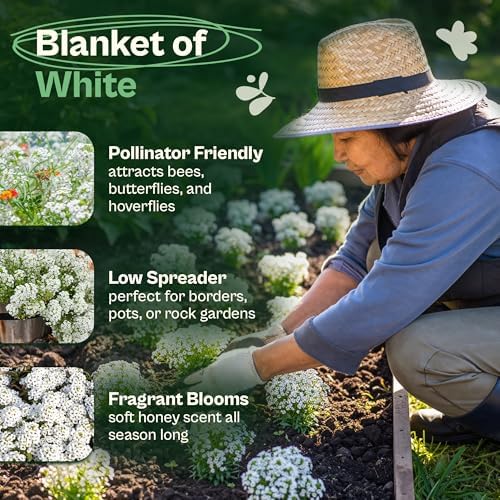 SVI 3000 Carpet of Snow Sweet Alyssum Seeds (Lobularia maritima) – White Sweet Alyssum Seed Packets Bulk – Ground Cover Seed Pack, Flower Seeds for Outside, Containers, Flower Beds - Image 3