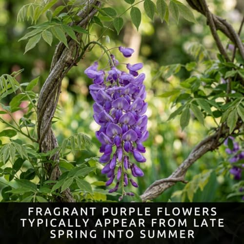 5 American Wisteria Seeds | Wisteria Frutescens Native Flowering Vine - Image 3