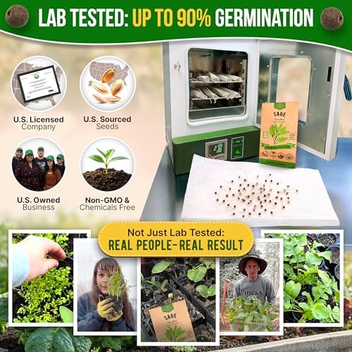 Sage Seeds Pack 1.5 G - Over 250 Non-GMO Heirloom Sage Seeds for Planting Herbs in Individual Seed Packet, Herbs Seeds for Planting Home Garden Indoor & Outdoor Gardening - Image 2