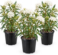 American Plant Exchange Live Snowy Perennis Milkweed - 6-Inch Pot 3-Pack by AmericanPlantExchange