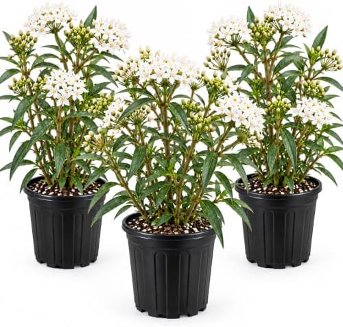 American Plant Exchange Live Snowy Perennis Milkweed - 6-Inch Pot 3-Pack by AmericanPlantExchange