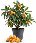 Yellow Loquat Plant Live for Planting, Golden Loquat Fruit Tree for Outdoor and Home Garden, 4-6 Inch Tall in 4 Inch Pot by Unknown