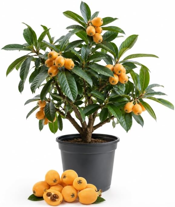 Yellow Loquat Plant Live for Planting, Golden Loquat Fruit Tree for Outdoor and Home Garden, 4-6 Inch Tall in 4 Inch Pot by Unknown