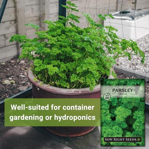 Sow Right Seeds - Curled Parsley Seed for Planting Your Own Herb Garden 4pk - Image 3