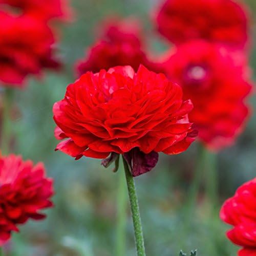 Ranunculus Red 10 Flower Bulbs - Spring Blooms, Tecolote Buttercups - Image 4