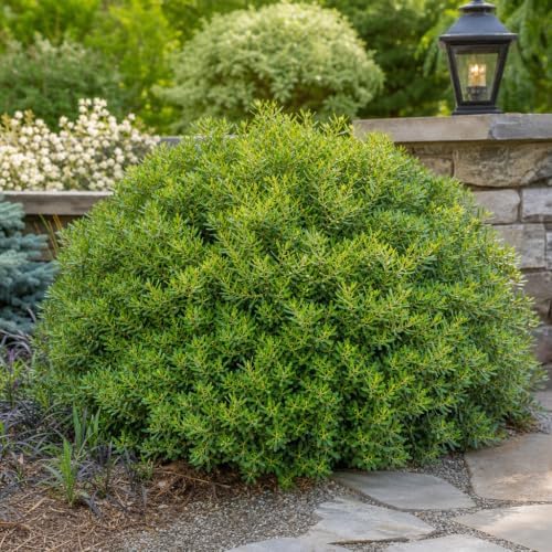 Wax Myrtle Don's Dwarf I 10 Live Plants I Myrica Cerifera | Compact Evergreen Shrub with Aromatic Foliage, Ideal for Small Spaces, Hedges, & Landscape Accents - Image 2