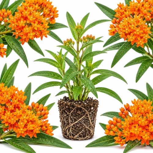 Orange Tuberose Milkweed Plant Live, Well-Rooted 4-6" Potted Plant, Cold-Hardy Butterfly Host Plant for Sunny Patios and Landscapes by GINGERGLOW