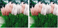 Outsidepride Mix Pampas Grass Seeds – 1,000 Pcs. Perennial, Drought-Tolerant Ornamental Grass for Large Garden Borders, Privacy Landscaping, Xeriscaping, and Low-Maintenance Outdoor Spaces (Pack of 2) by Outsidepride