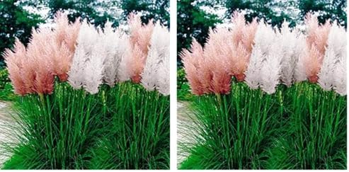 Outsidepride Mix Pampas Grass Seeds – 1,000 Pcs. Perennial, Drought-Tolerant Ornamental Grass for Large Garden Borders, Privacy Landscaping, Xeriscaping, and Low-Maintenance Outdoor Spaces (Pack of 2) by Outsidepride
