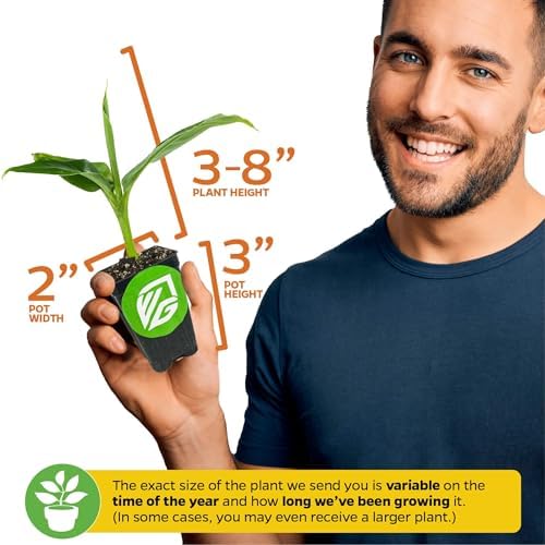 Dwarf Cavendish Banana Tree (2-Pack) Live Plant by Wellspring Gardens - Image 3