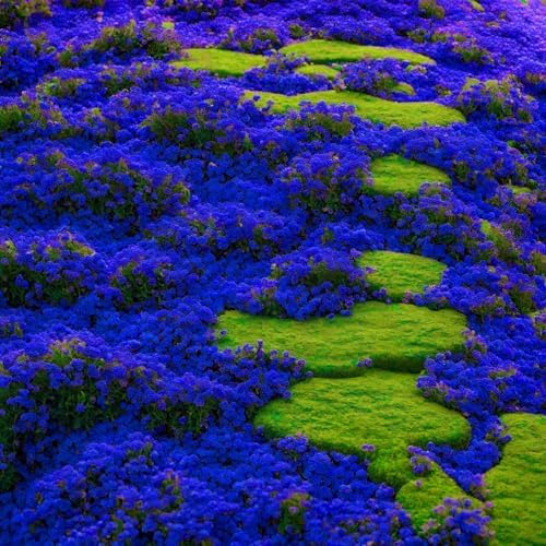 30000+ Creeping Thyme Seeds for Planting Perennial Thyme Seed Heirloom Flowers Non-GMO Ground Cover Plants for Garden Outdoor - Image 3