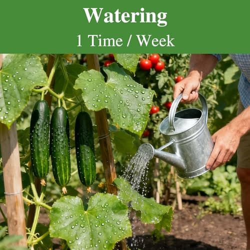 Groundio Cucumber Seeds - 50 Heirloom Non-GMO Seeds for Planting Outdoors in Trellises, Raised Beds, Space Gardens - Pickling and Slicing Straight Eight Cucumbers - Image 7