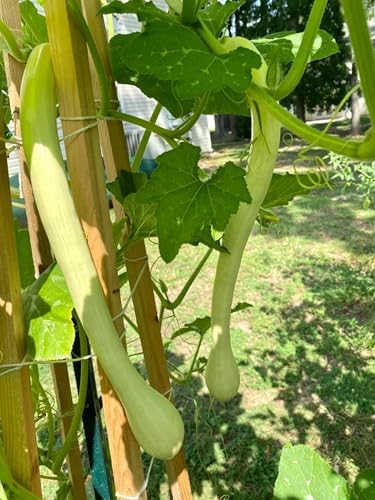 Tromboncino Squash Seeds - 180+ Count - for 2026 Planting Italian Zuchetta Rampicante Trombetta Tromboncino Zucchini Cucuzza Snake Bottle Gourd Vegetable Grow Your Own Home Farm Patio - Image 4
