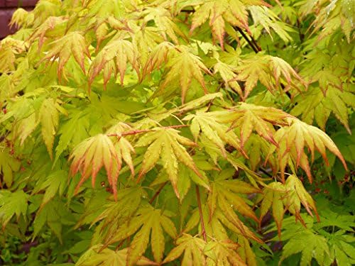 Orange Dream Japanese Maple Live Tree – Bright Orange Spring Foliage – Dwarf Ornamental Maple – 1 Year Plant - Image 5