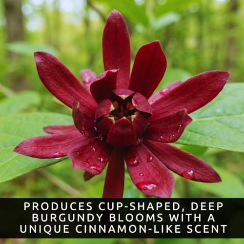 3 Carolina Sweetshrub (Calycanthus floridus) Live Shrubs for Planting | Fragrant Burgundy Blooms | Native Shade-Loving Flowering Bush (3 Plants) - Easy to Grow Landscape Plants - Image 4