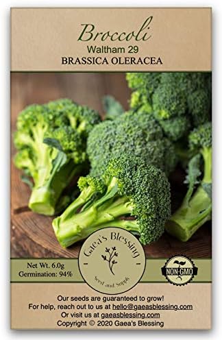 Gaea's Blessing Seeds - Broccoli Seeds - Waltham 29 - Non-GMO with Easy to Follow Instructions Open Pollinated, 94% Germination Rate by GaeasBlessing
