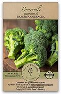Gaea's Blessing Seeds - Broccoli Seeds - Waltham 29 - Non-GMO with Easy to Follow Instructions Open Pollinated, 94% Germination Rate by GaeasBlessing
