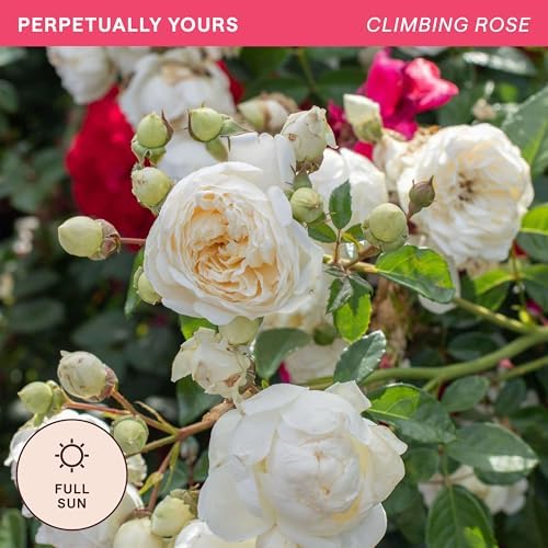 Heirloom Climbing Roses, Live Own Root Plant, Perpetually Yours™ - Image 4