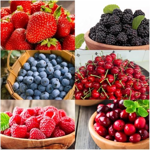 Fruit Seeds Variety Pack 1500pcs 6 Types – High Yield – 400pcs Strawberry, 200pcs Blueberry, 300pcs Raspberry, 300pcs Mulberry, 200pcs Cranberry,20 Cherry by BuggyBeds