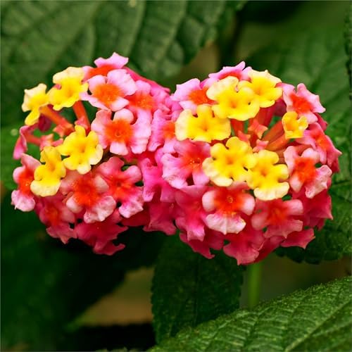 CarpetC 199+ Lantana Seeds for Planting, Evergreen Perennial Shrub Lantana Camara, Drought Tolerant Long-Blooming Flowers for Garden Borders and Home Hanging Baskets - Image 2