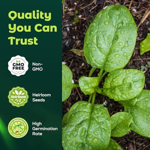 Bloomsdale Spinach Seeds for Planting, 500 Heirloom Seeds — Fast Growing Vegetable Seeds for Spring & Fall Gardens - Image 2