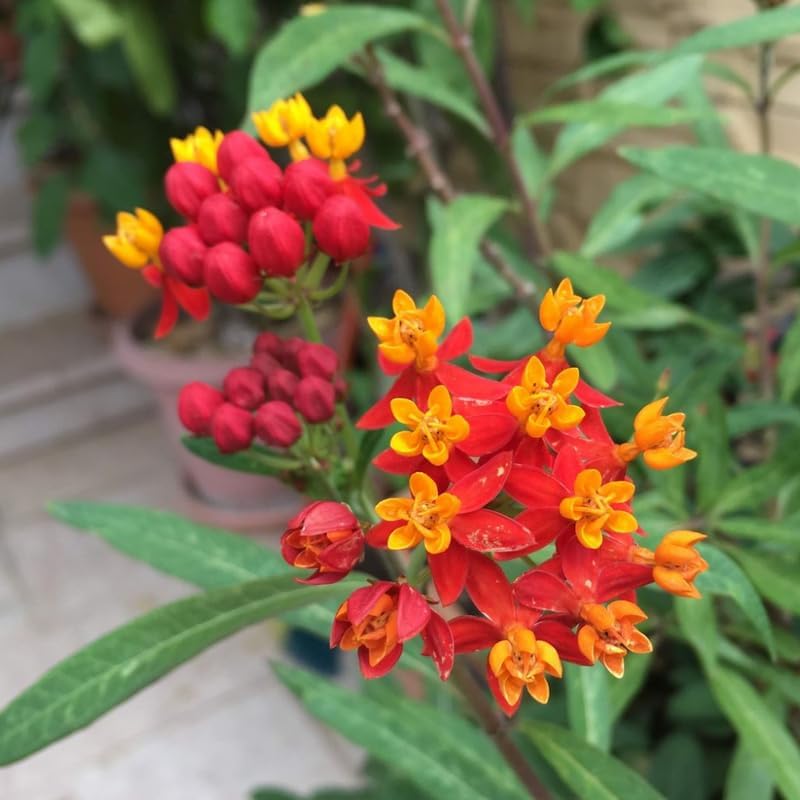 Set 2 Tropical Butterfly Milkweed Plants, 4-8" Tall Live Milkweed Plants - Image 6