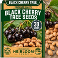 30 Black Cherry Tree Seeds | Prunus Serotina Native Tree Seeds for Planting by CZGrain