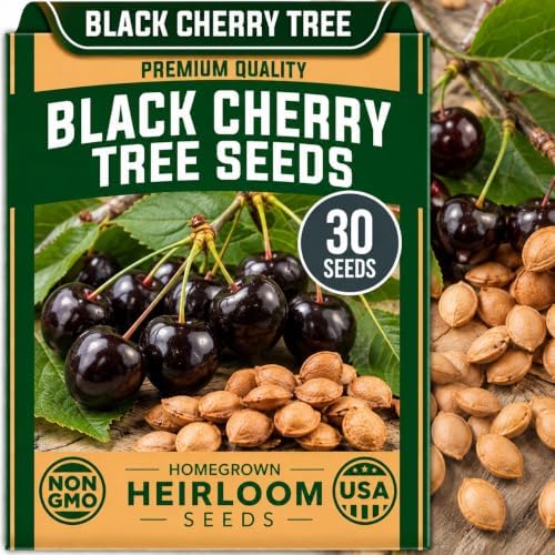 30 Black Cherry Tree Seeds | Prunus Serotina Native Tree Seeds for Planting by CZGrain