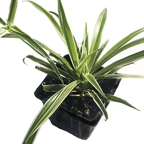 Organic Spider Plant, (Chlorophytum comosum Reverse variegatum) 2.5-inch Pot - aka - Spider Ivy - Hen and Chickens - Ribbon Plant - House Plant - Image 2