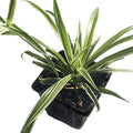 Organic Spider Plant, (Chlorophytum comosum Reverse variegatum) 2.5-inch Pot - aka - Spider Ivy - Hen and Chickens - Ribbon Plant - House Plant by SmokeCampCrafts