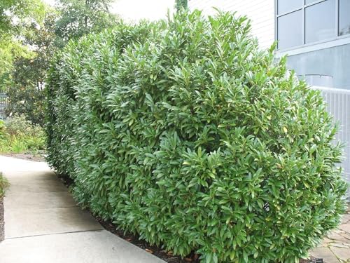 Schip/Skip Laurel Shrub - 6-12" Tall Live Plant - 2.5" Pot - Image 5