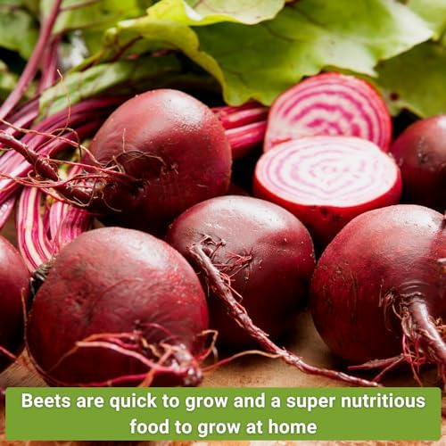 Sow Right Seeds - Beet Seed Collection for Planting Spring or Fall Garden - Image 4