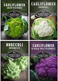 Cauliflower Seeds 4 Variety Pack for Planting – Survival Garden Seeds by SurvivalGardenSeeds