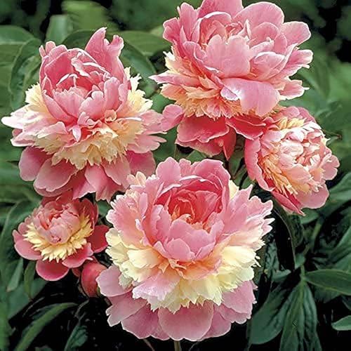 Marde Ross & Company Sorbet Peony - Rose, Pink, White, and Cream - Fluffy Bomb Variety Bare Root | Live Peony Bare Root Plant by MardeRossCompany