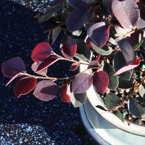 Brussel's Bonsai - Medium Live Bonsai Tree, Potted Outdoor Plant - Image 2