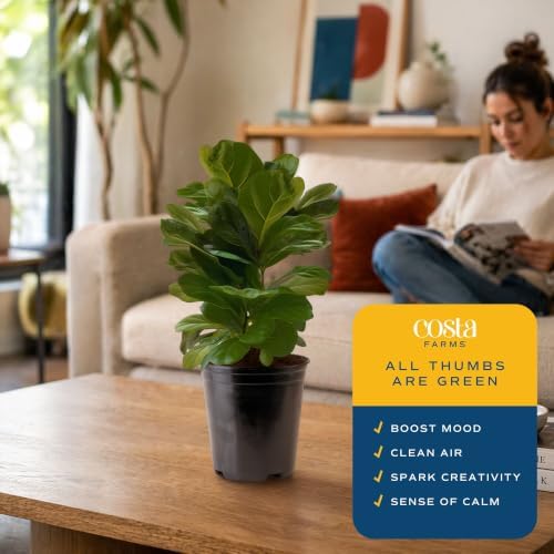 Costa Farms Fiddle Leaf Fig, Live Indoor Plant, Floor Plant, Statement Tree - Image 5